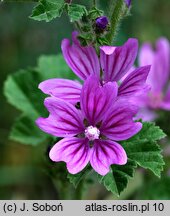 Malva sylvestris var. mauritiana (ślaz maurytański)