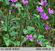 Malva sylvestris var. mauritiana (ślaz maurytański)