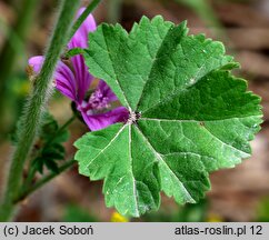Malva sylvestris var. mauritiana (ślaz maurytański)