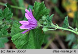 Malva sylvestris var. mauritiana (ślaz maurytański)