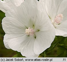 Malva moschata (ślaz piżmowy)