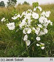 Malva moschata (ślaz piżmowy)