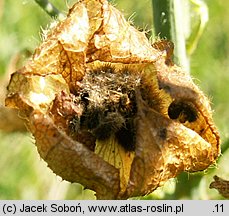 Malva moschata (ślaz piżmowy)