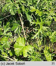 Malva moschata (ślaz piżmowy)