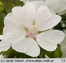 Malva moschata (ślaz piżmowy)