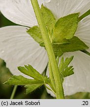 Malva moschata (ślaz piżmowy)