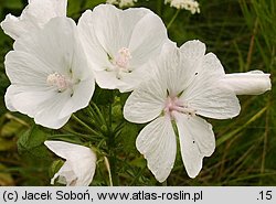 Malva moschata (ślaz piżmowy)