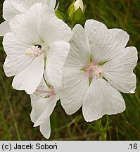 Malva moschata (ślaz piżmowy)