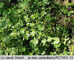 Malva neglecta (ślaz zaniedbany)