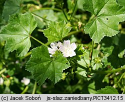 Malva neglecta (ślaz zaniedbany)