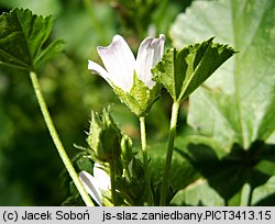 Malva neglecta (ślaz zaniedbany)