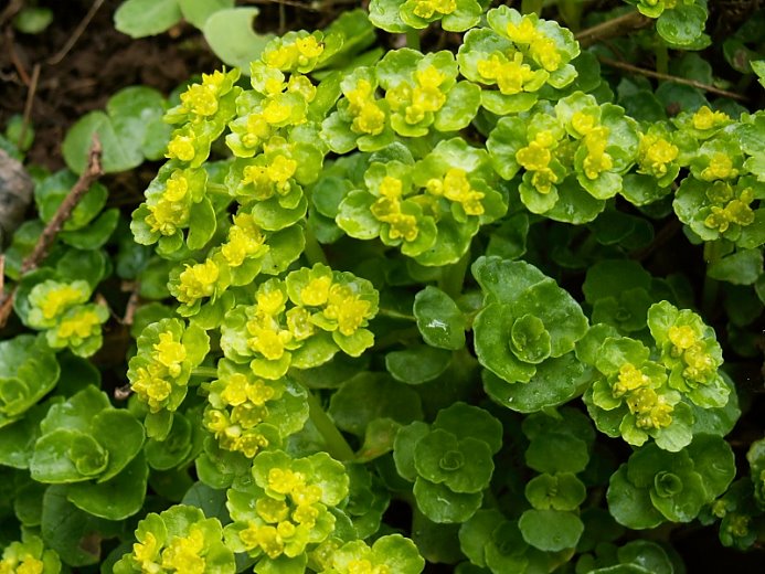 Chrysosplenium oppositifolium