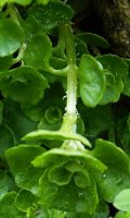 Chrysosplenium oppositifolium