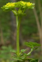 Chrysosplenium oppositifolium