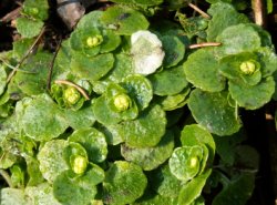 Chrysosplenium oppositifolium