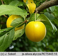 Prunus cerasifera (śliwa wiśniowa)