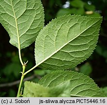 Prunus cerasifera (śliwa wiśniowa)