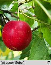 Prunus cerasifera (śliwa wiśniowa)