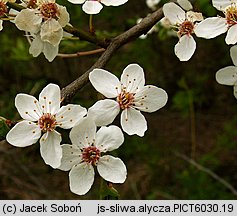 Prunus cerasifera (śliwa wiśniowa)