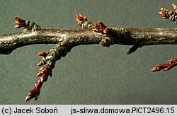 Prunus domestica ssp. domestica