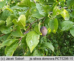 Prunus domestica ssp. domestica