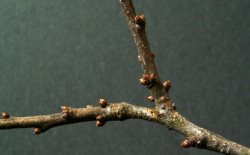 Prunus spinosa (śliwa tarnina)