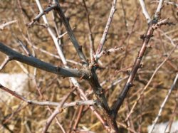 Prunus spinosa (śliwa tarnina)