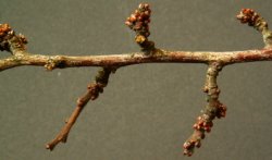 Prunus spinosa (śliwa tarnina)