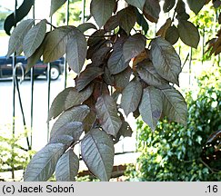 Prunus cerasifera Pissardii