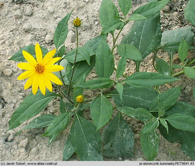 Helianthus tuberosus