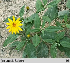 Helianthus tuberosus