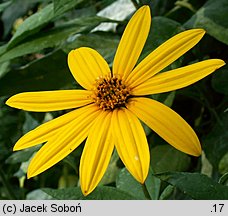 Helianthus tuberosus