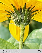 Helianthus tuberosus