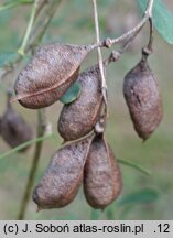 Halimodendron halodendron (słonisz srebrzysty)