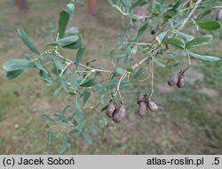 Halimodendron halodendron (słonisz srebrzysty)