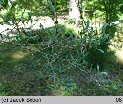 Halimodendron halodendron (słonisz srebrzysty)