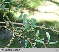 Halimodendron halodendron (słonisz srebrzysty)