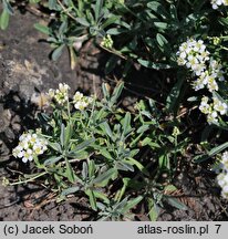 Hormathophylla spinosa (smagliczek ciernisty)