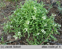 Lobularia maritima (lobularia nadmorska)