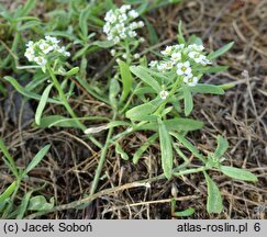 Lobularia maritima (lobularia nadmorska)