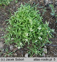 Lobularia maritima (lobularia nadmorska)