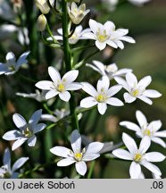 Ornithogalum pyramidale (śniadek stożkowaty)