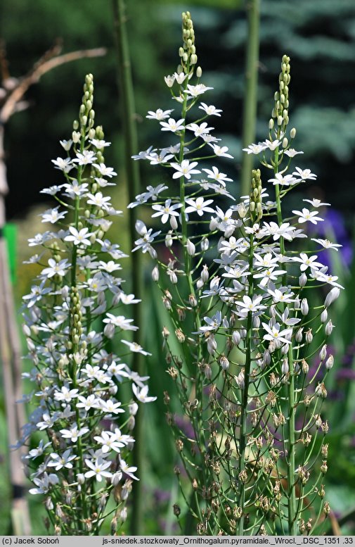 Ornithogalum pyramidale (śniadek stożkowaty)