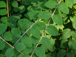 Symphoricarpos xchenaultii