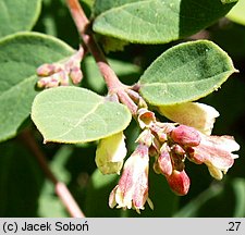 Symphoricarpos xchenaultii