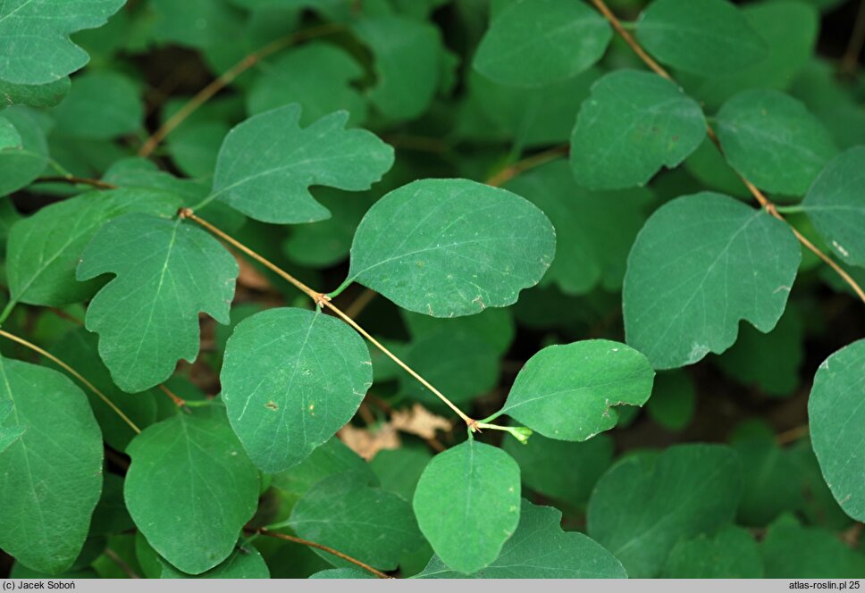 Symphoricarpos albus var. laevigatus