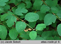 Symphoricarpos albus var. laevigatus