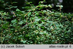 Symphoricarpos albus var. laevigatus