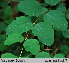 Symphoricarpos albus var. laevigatus