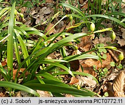 Leucojum vernum